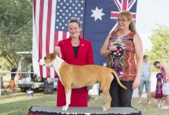 Amstaff OpenShow_12.jpg